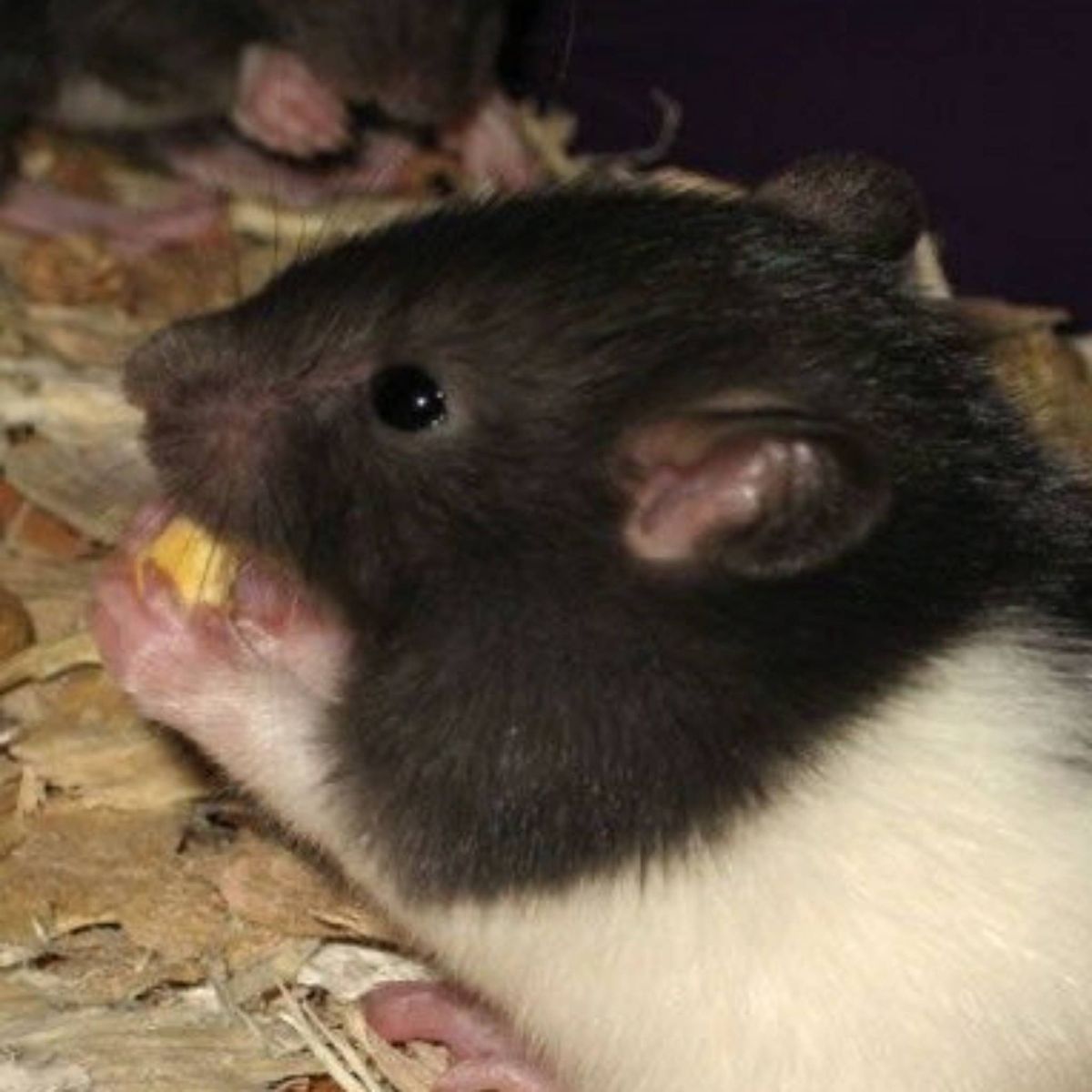 Profile Image