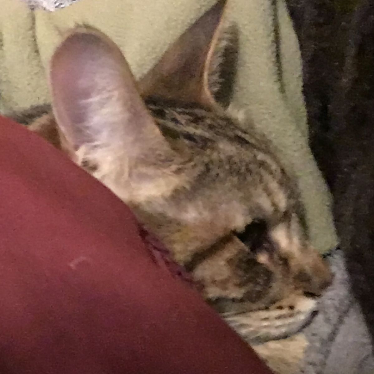 Profile Image
