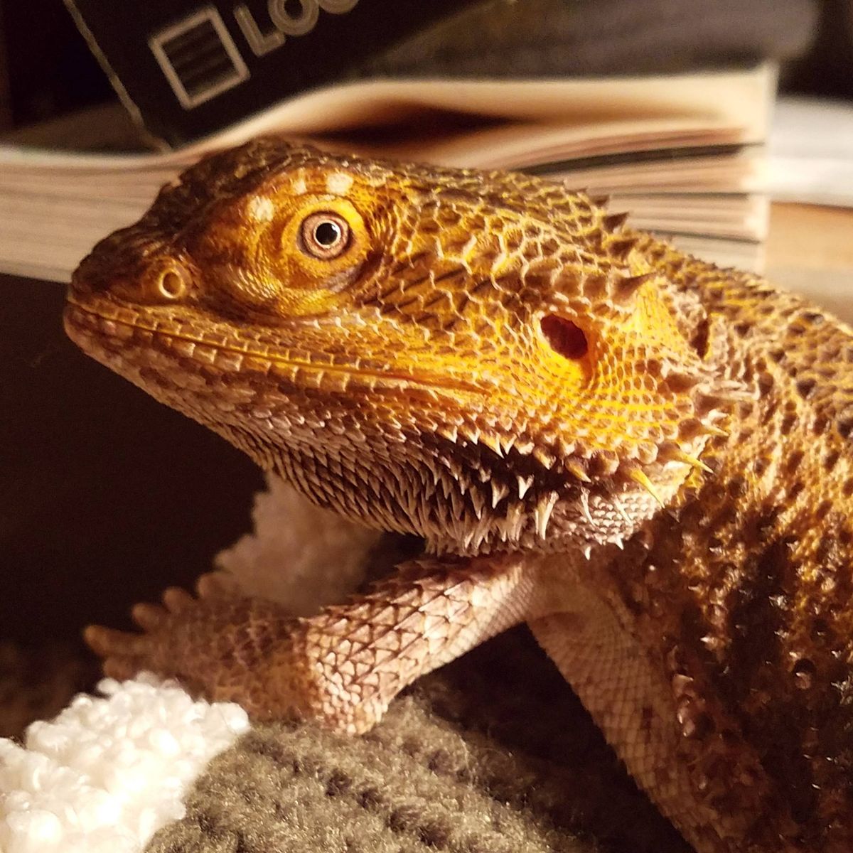 Profile Image