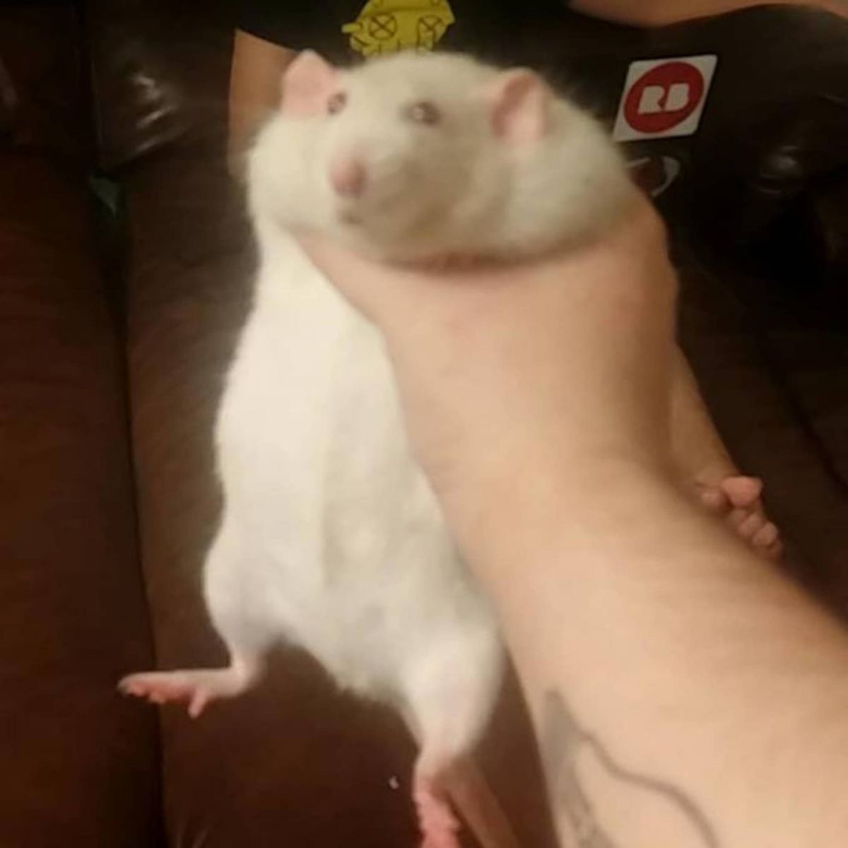 Profile Image