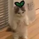 berrymoon's profile picture