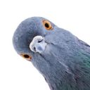 feral_scale's profile picture