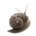 laems's profile picture