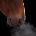 soaringdragonpl's profile picture