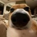 yut's profile picture