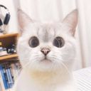 lillywolfy_kat's profile picture