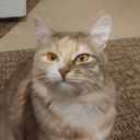 lime11's profile picture