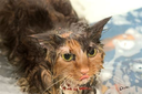 ade's profile picture