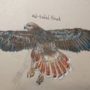 hati's profile picture