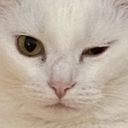_shell's profile picture