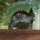 opaque_'s profile picture