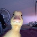 tomatito_80's profile picture