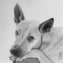 seattlepetportraits's profile picture