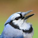bluejay_5315's profile picture