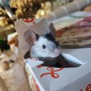 gibbous's profile picture