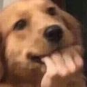 hwaniet's profile picture