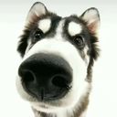 cherryflavoredtears's profile picture