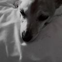 enil_avd's profile picture