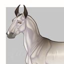 arte_equina's profile picture