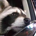 chowdine's profile picture