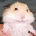 chapioca's profile picture