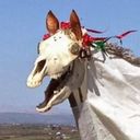 cryocow's profile picture