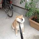 kyon_pepper's profile picture