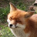 kyukila's profile picture