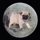 moonwitchpug's profile picture