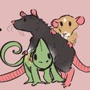 oheyfox's profile picture