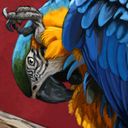 coypucoyote's profile picture