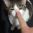 cratfish's profile picture