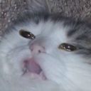 sfrost's profile picture