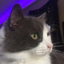 catgumyum's profile picture