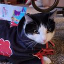 kittynumyum's profile picture