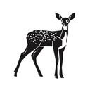 coniferous's profile picture