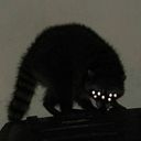 mothmanincorporated's profile picture
