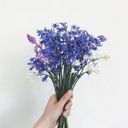 willow_belladonna's profile picture