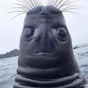 swiftsharpener's profile picture