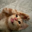 thilala's profile picture