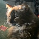 xercei's profile picture