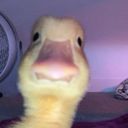 _p0llito's profile picture