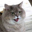 sorray's profile picture