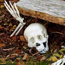 mayor_skeleton's profile picture