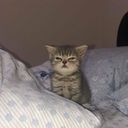 morimori's profile picture