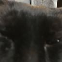 dravenhydra's profile picture