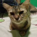notrin's profile picture
