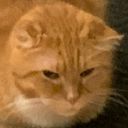 shewa's profile picture