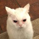 serenitynovalee's profile picture