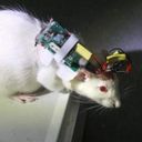 godrat's profile picture
